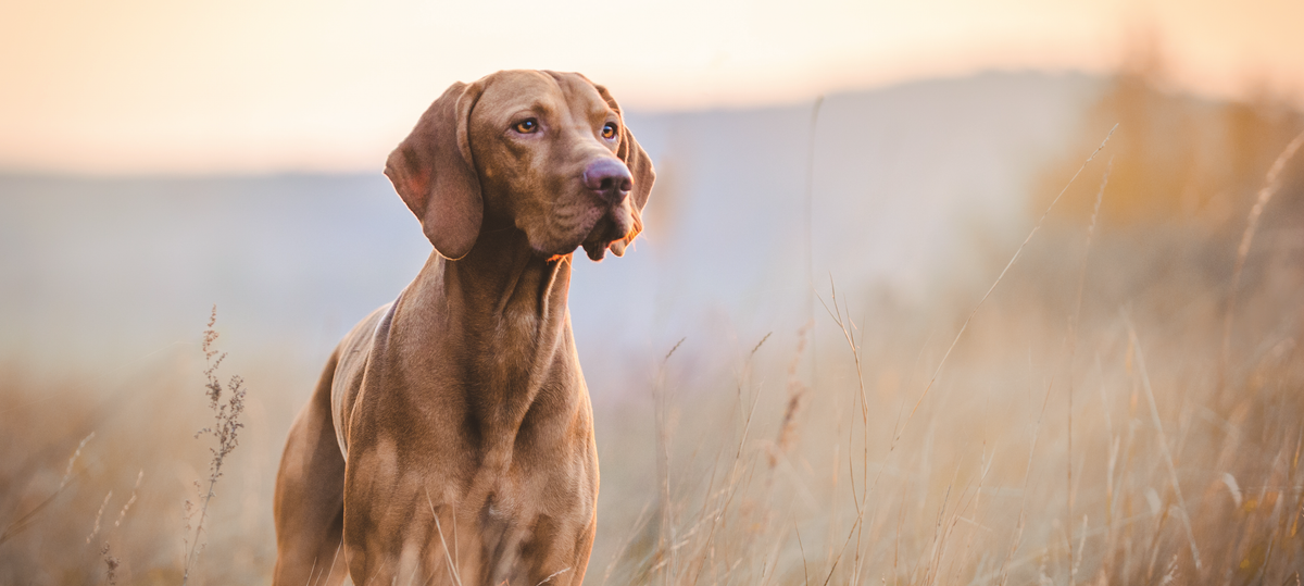 Central pet home essentials hot sale