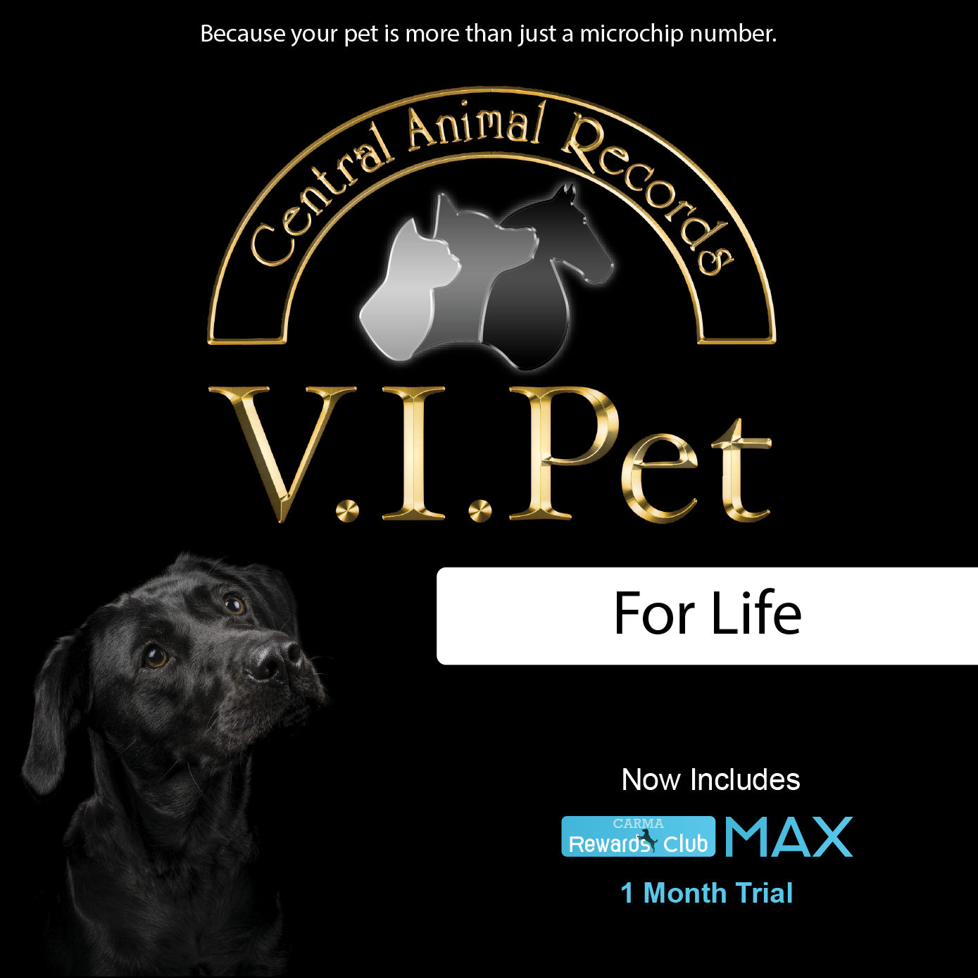 Pets at sales home vip tag