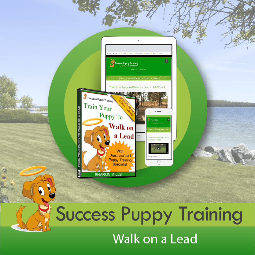 Train puppy to sales walk on lead