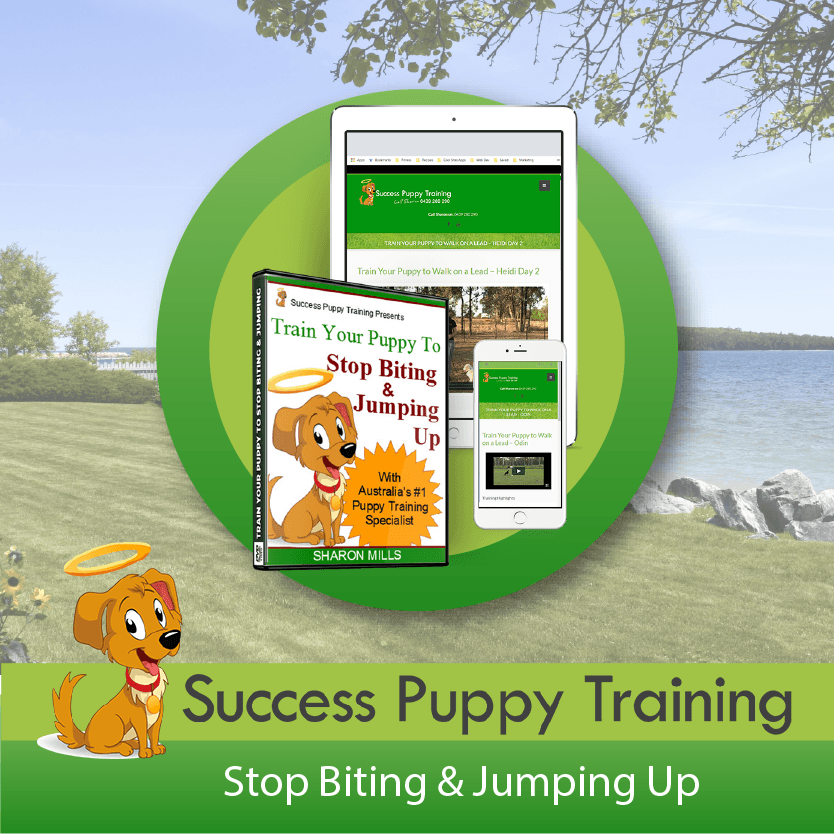 Puppy training deals biting and jumping
