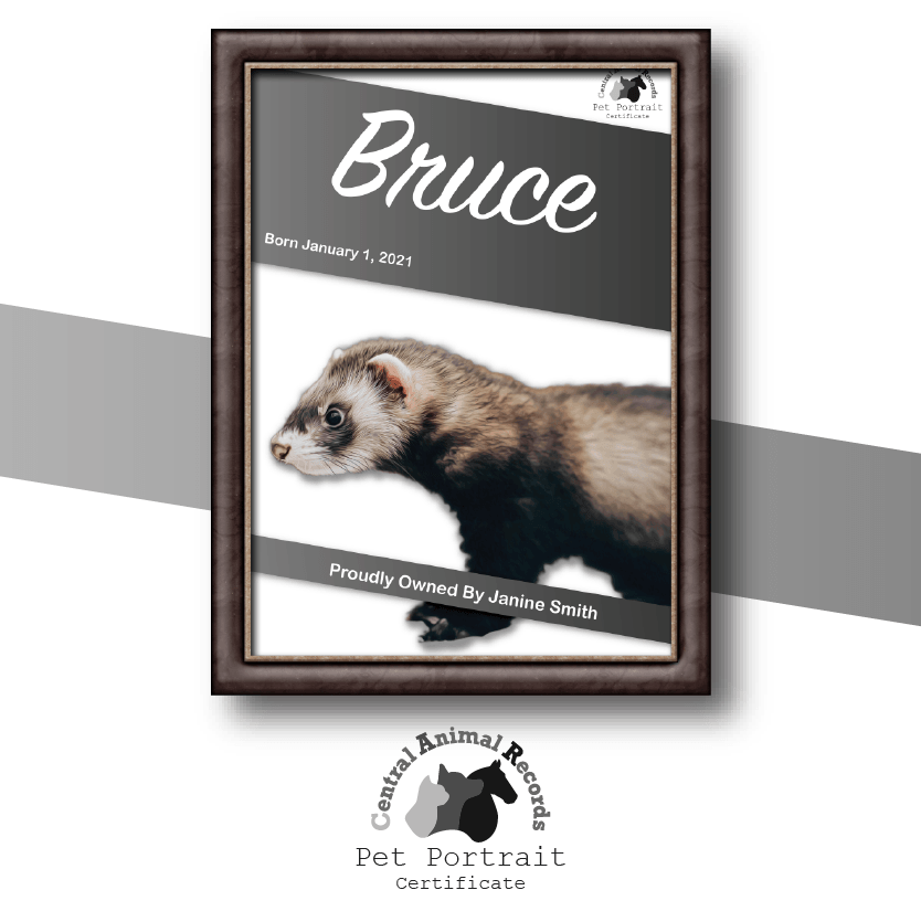 Pet Portrait Certificate (A4) - Central Animal Records